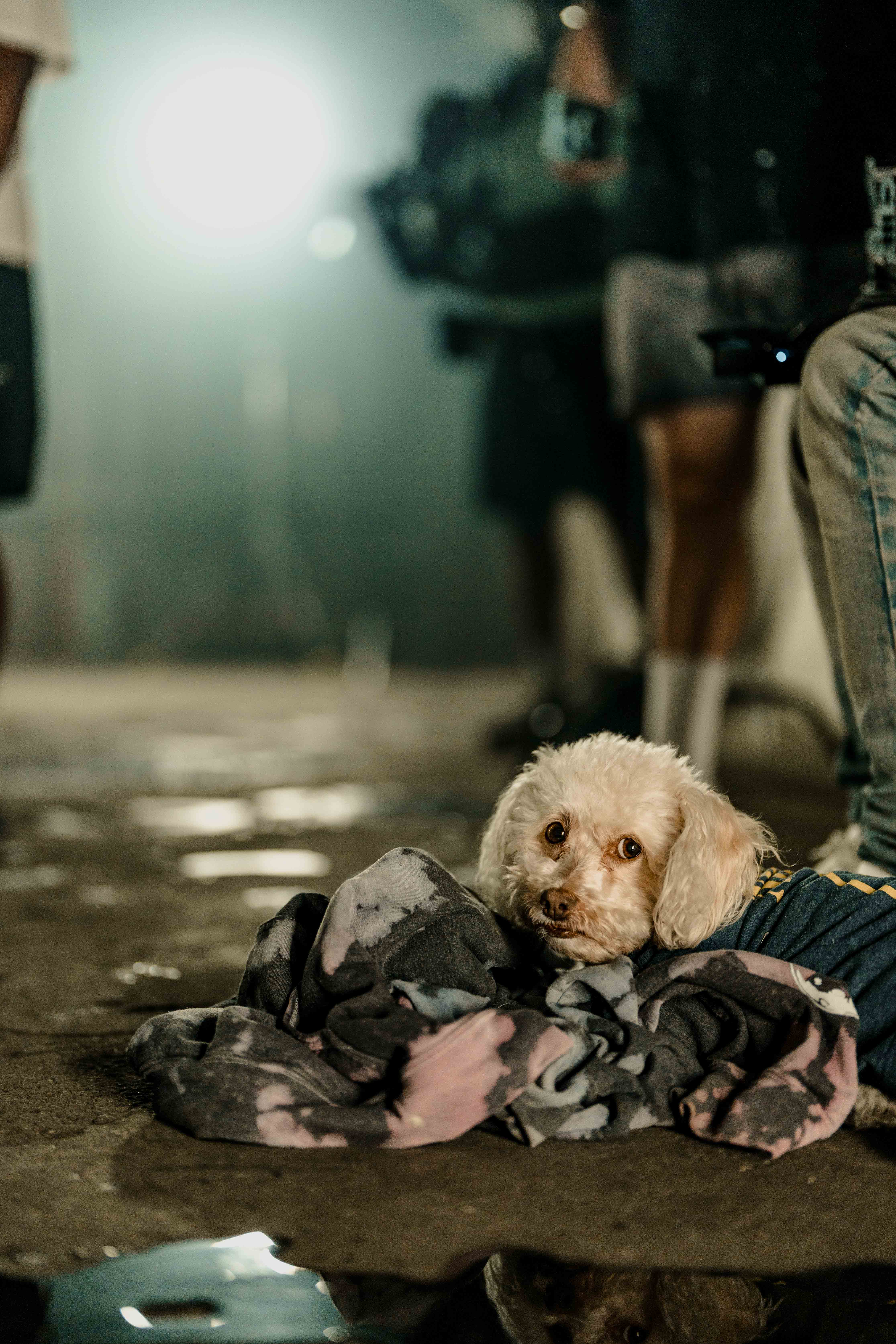 Small white dog resting beside the production set.